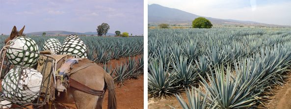 Plantação de Agave no México Plantação de Agave no México