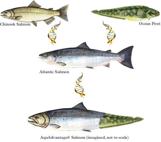 Salmão transgénico