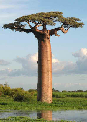 Adansonia digitata