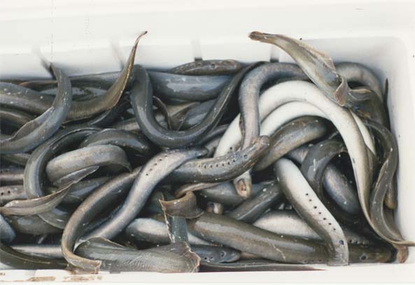 Lampreia Lampreia