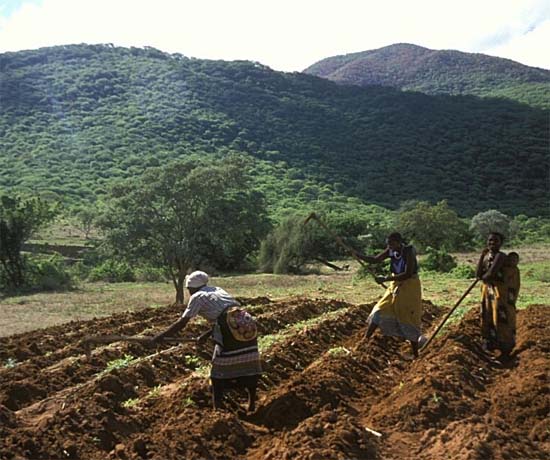 Mulheres trabalhando na agricultura, próximo a Iringa, Tanzânia.