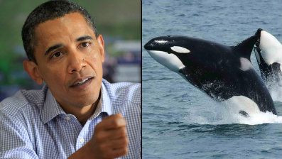 Obama marca reunião para derrubar a lei que proíbe caça comercial às baleias