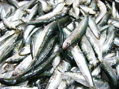 Sardinha vai ser a primeira espécie de peixe ibérica a ser certificada