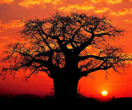 Adansonia digitata