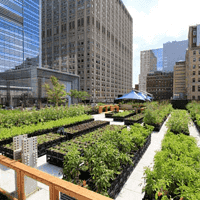 agricultura urbana