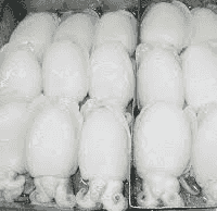 Bolor em lulas congeladas