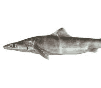 Mercúrio em tubarão congelado