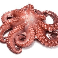 Polvo congelado sem codificação