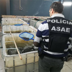 apreensão de meixão
