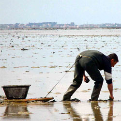 central de transformação de bivalves