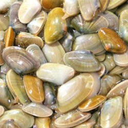 moluscos e bivalves em Olhão moluscos e bivalves em Olhão