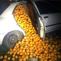 laranjas roubadas laranjas roubadas