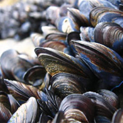 detetive de bivalves