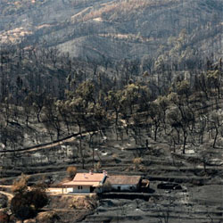milhares de colmeias destruídas