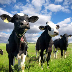 Nova Zelândia vai abater cerca de 150 mil vacas Nova Zelândia vai abater cerca de 150 mil vacas