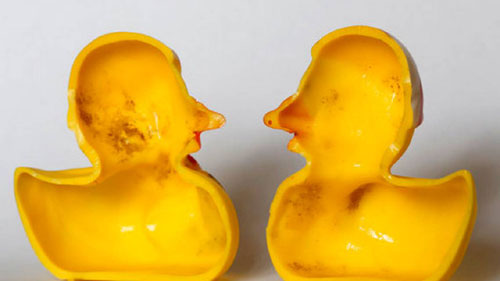 os patinhos de borracha amarelos contêm bastante sujidade