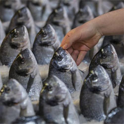 tecnologia que permite verificar a qualidade do peixe