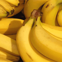 A banana pode desaparecer?