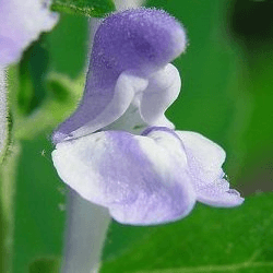 Novo ingrediente não autorizado (Scutellaria elliptica & incana)