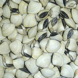 Norovirus em amêijoas congeladas (Meretrix spp)