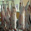 Carcaças de cavalo com fenilbutazona na cadeia alimentar Carcaças de cavalo com fenilbutazona na cadeia alimentar