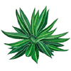 Agave substitui o açúcar e adoçantes Agave substitui o açúcar e adoçantes