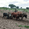 Programa de Segurança Alimentar está a incentivar a produção agrícola em Angola