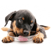 Probióticos para cães Probióticos para cães