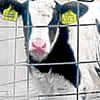 Britânicos já comeram carne de vaca clonada. Chamava-se Dundee Paratrooper