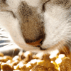 Primeira comida sustentável para gatos à venda este ano