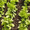Ecoagricultura pode assegurar segurança alimentar
