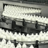 Venda de leite proveniente de animal clonado está ser investigada Venda de leite proveniente de animal clonado está ser investigada