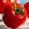 Produtores algarvios sem capacidade de armazenamento de toneladas de tomate Produtores algarvios sem capacidade de armazenamento de toneladas de tomate