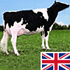 Britânicos já comeram carne de vaca clonada. Chamava-se Dundee Paratrooper