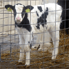 Vaca clonada entrou na cadeia alimentar no Reino Unido