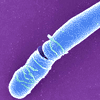 Bacillus cereus