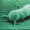 Salmonella Salmonella