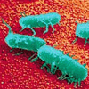 Salmonella spp