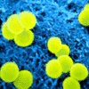 Staphylococcus aureus