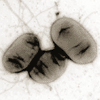Yersinia enterocolitica