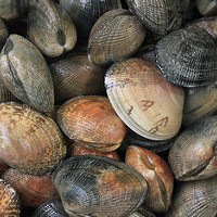 Amêijoas refrigeradas contaminadas