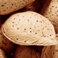 Aflatoxinas em amêndoas