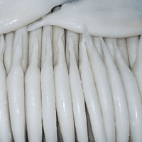 Tentativa de importação ilegal de lulas congeladas